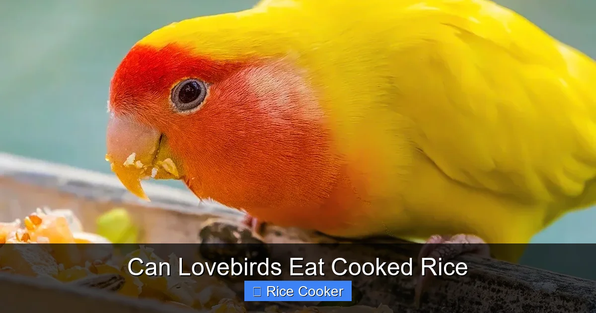 Can Lovebirds Eat Cooked Rice