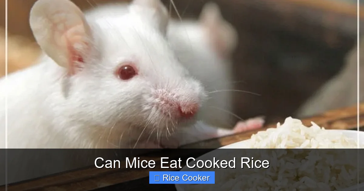Can Mice Eat Cooked Rice