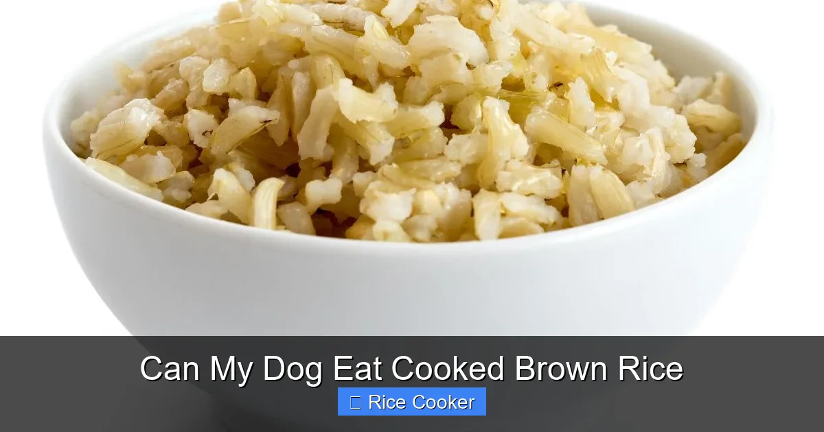 Can My Dog Eat Cooked Brown Rice