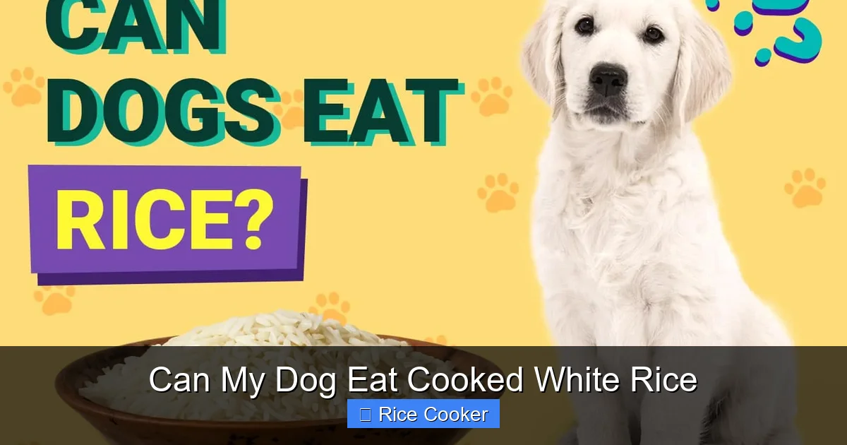 Can My Dog Eat Cooked White Rice