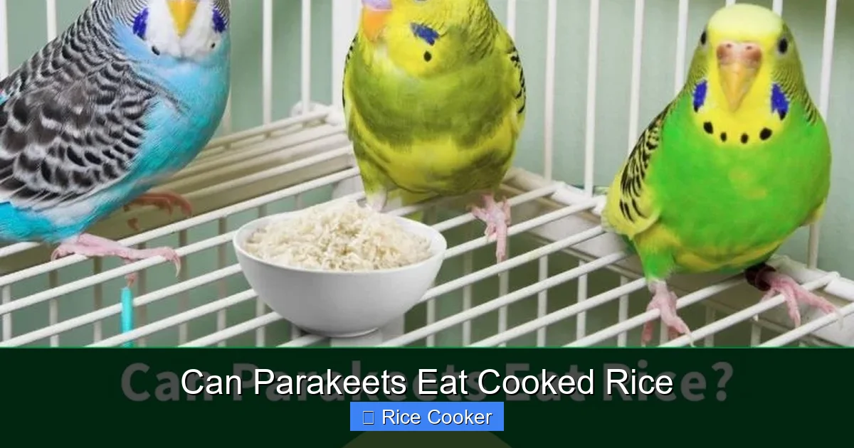 Can Parakeets Eat Cooked Rice