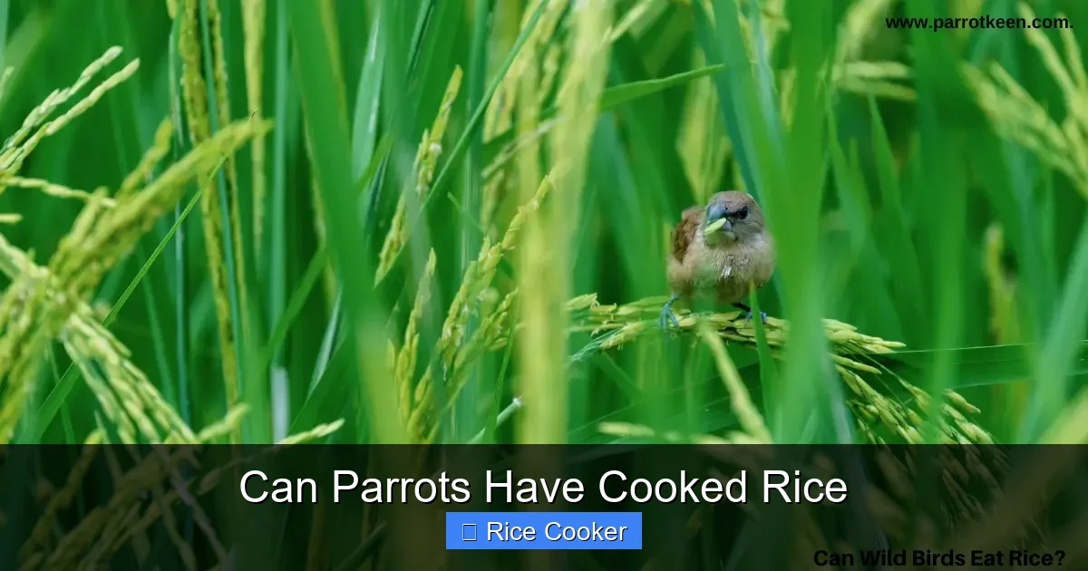 Can Parrots Have Cooked Rice