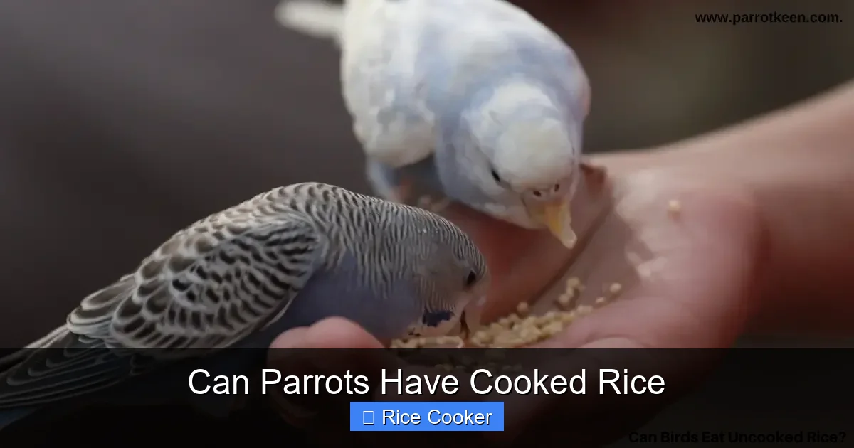 Can Parrots Have Cooked Rice