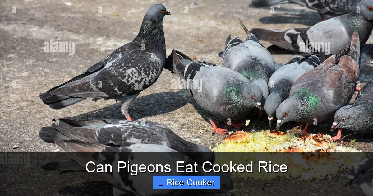 Can Pigeons Eat Cooked Rice