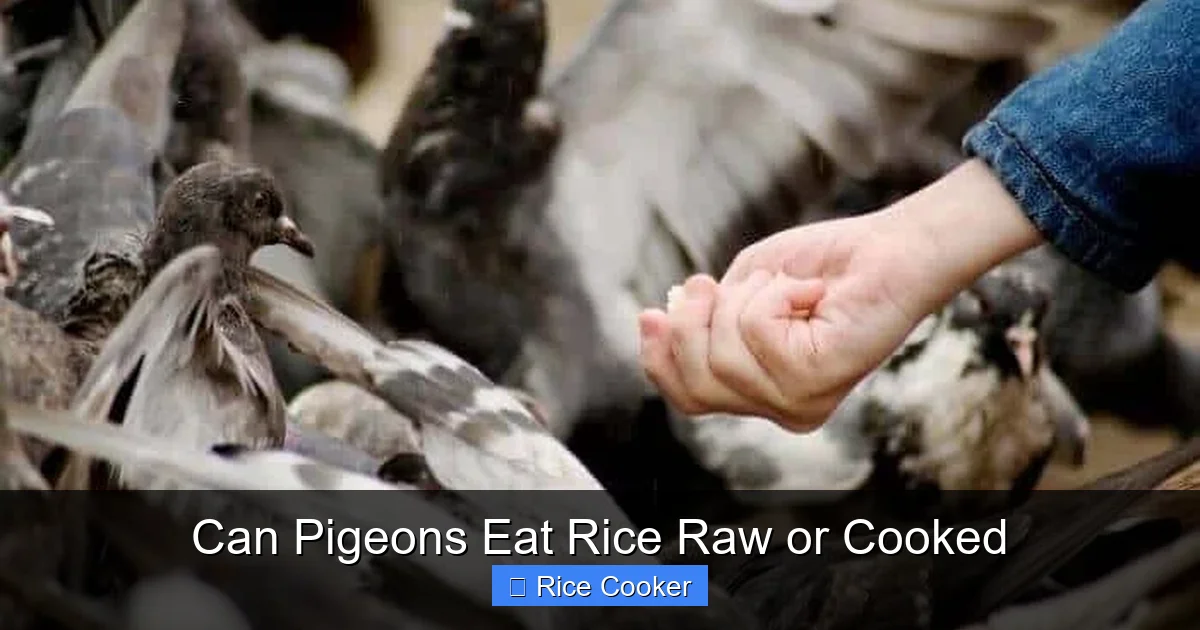 Can Pigeons Eat Rice Raw or Cooked