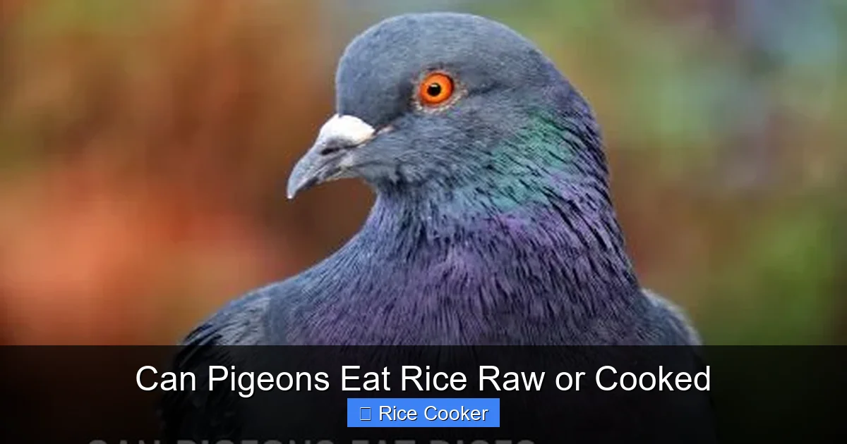 Can Pigeons Eat Rice Raw or Cooked