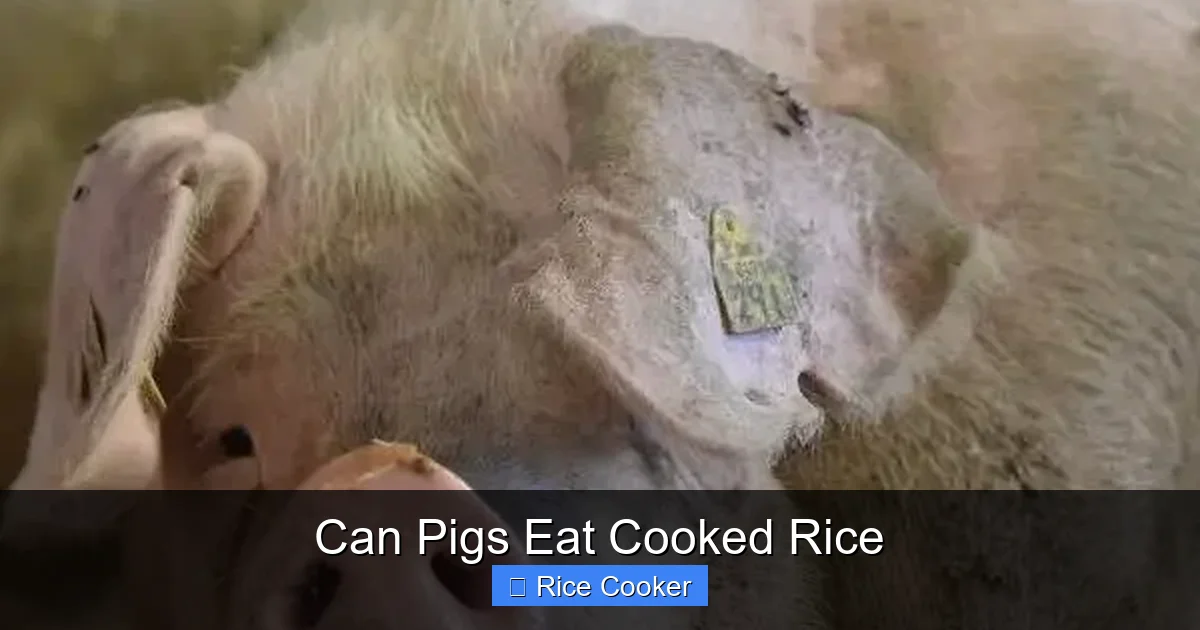 Can Pigs Eat Cooked Rice