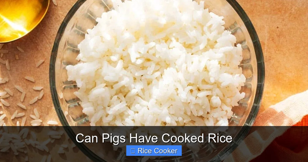 Can Pigs Have Cooked Rice