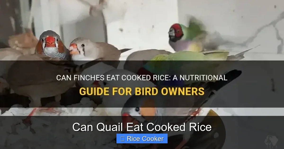 Can Quail Eat Cooked Rice