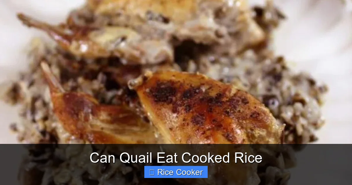 Can Quail Eat Cooked Rice