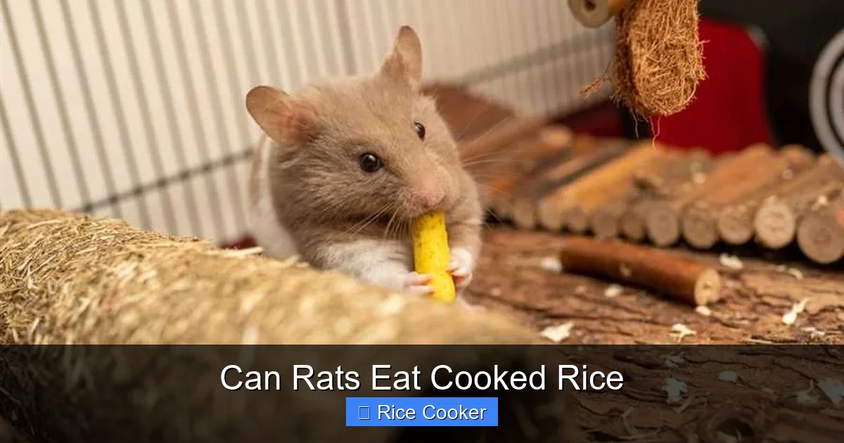 Can Rats Eat Cooked Rice