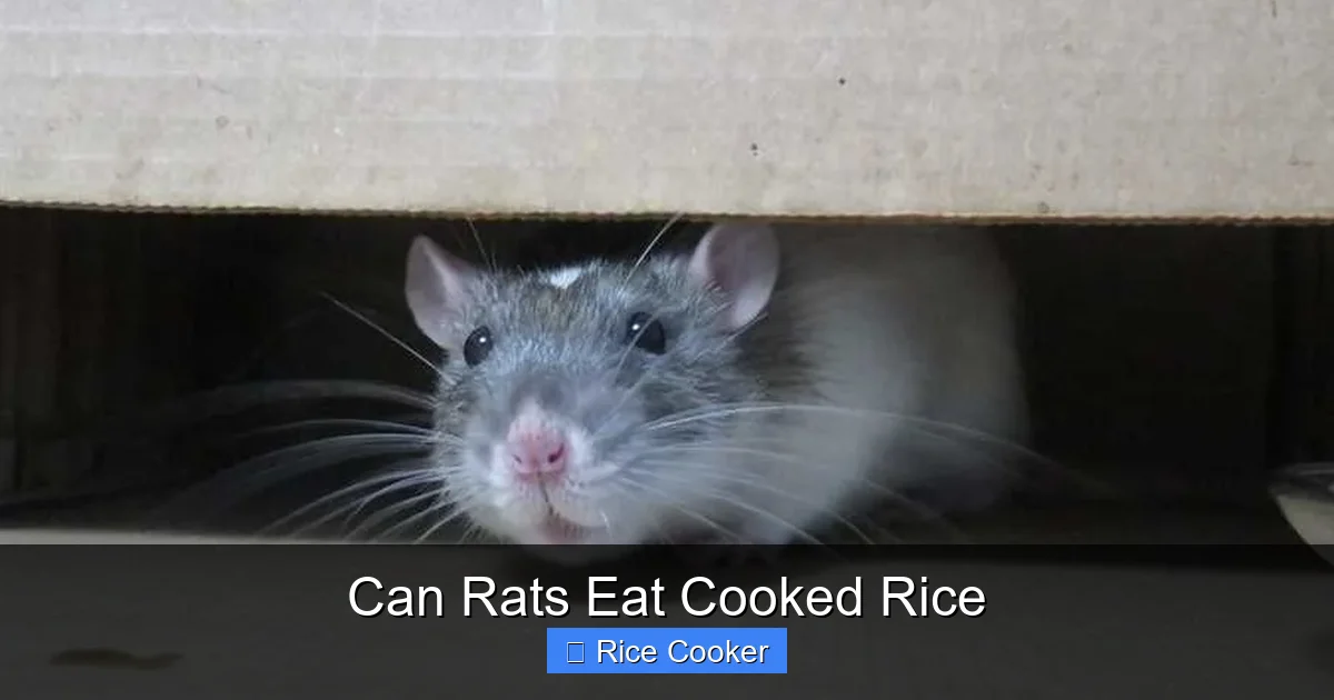 Can Rats Eat Cooked Rice