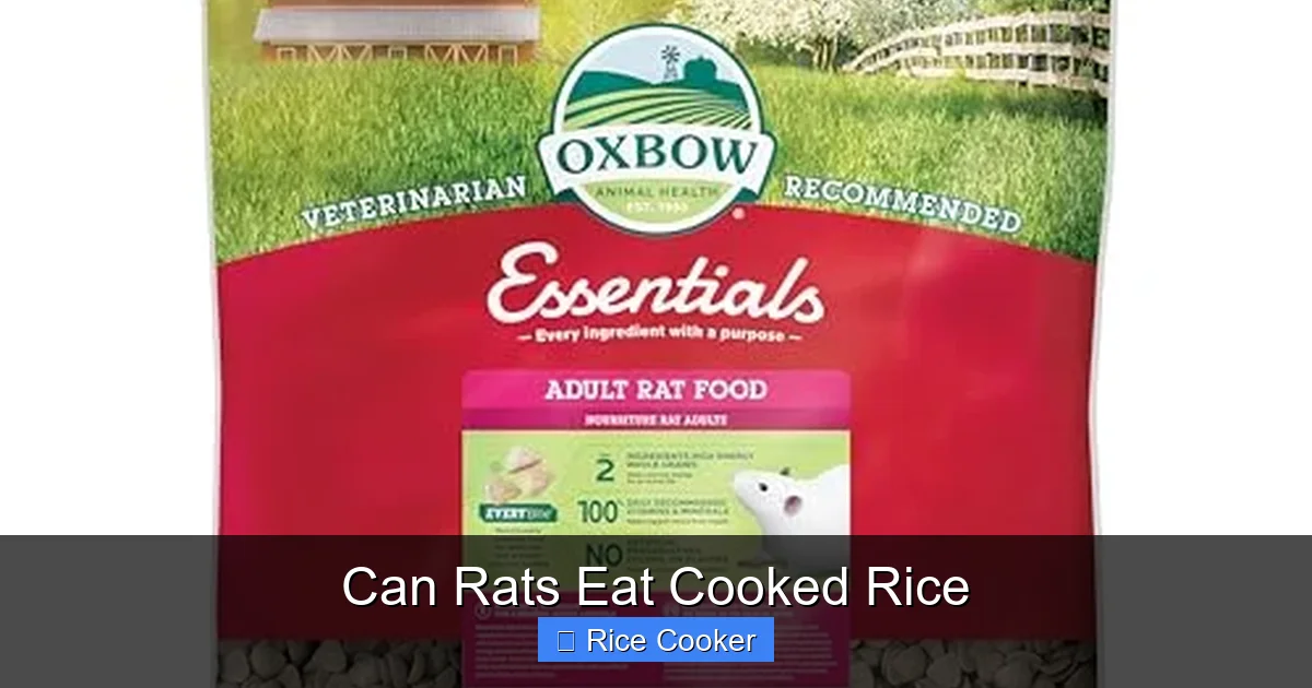 Can Rats Eat Cooked Rice
