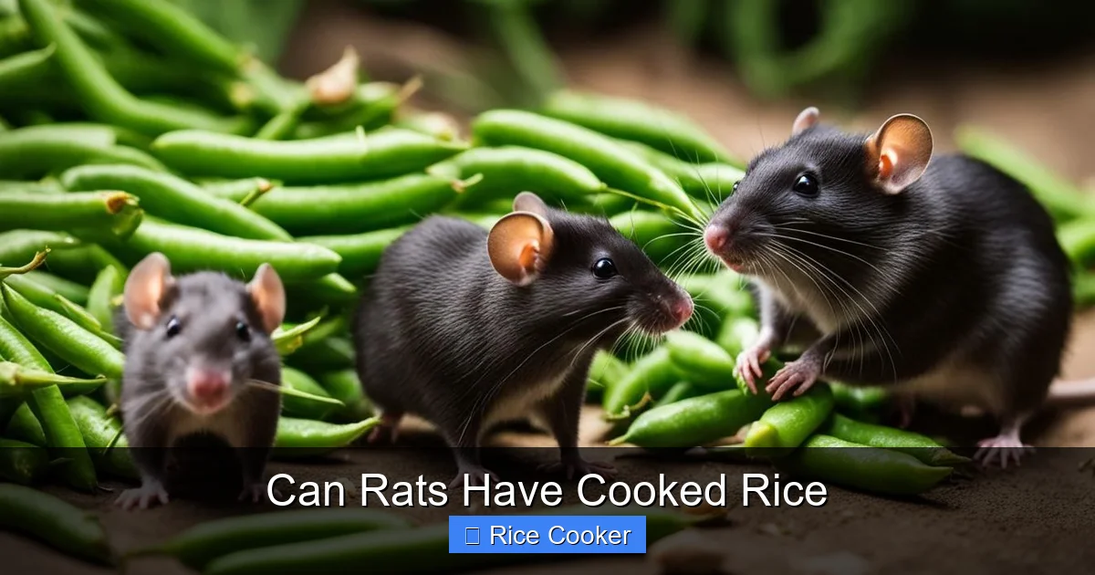 Can Rats Have Cooked Rice