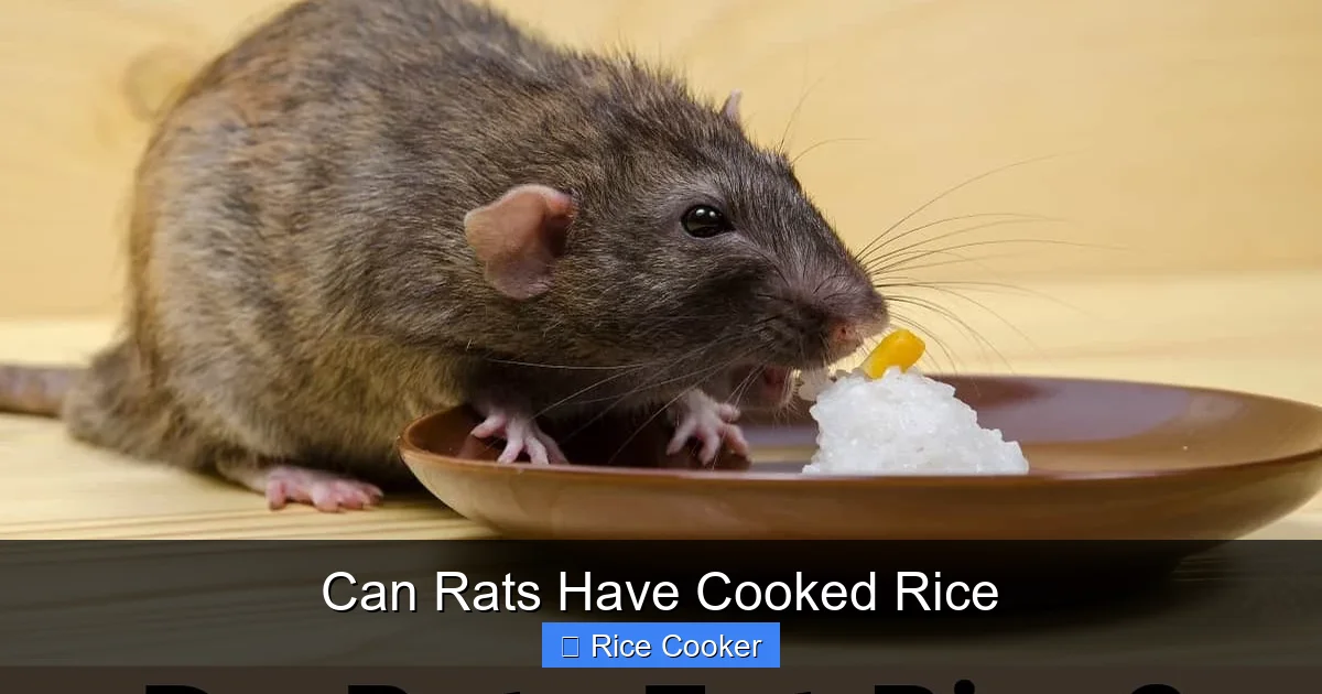 Can Rats Have Cooked Rice