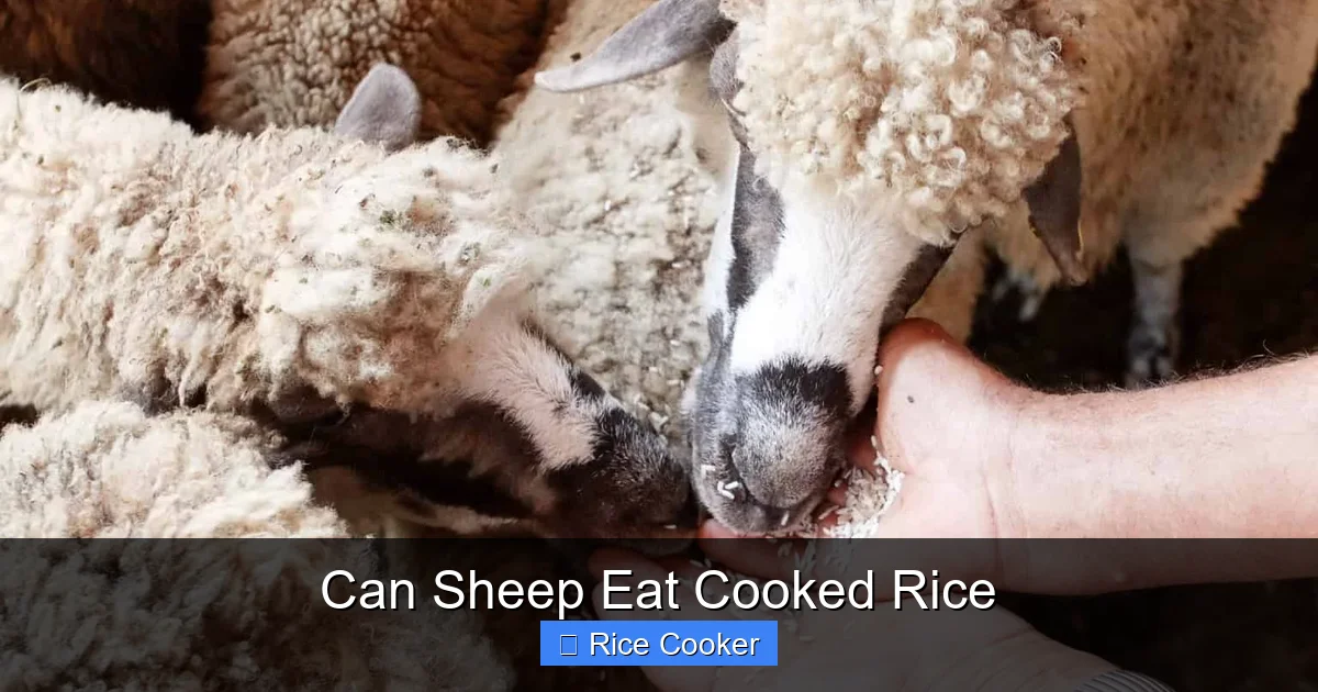 Can Sheep Eat Cooked Rice