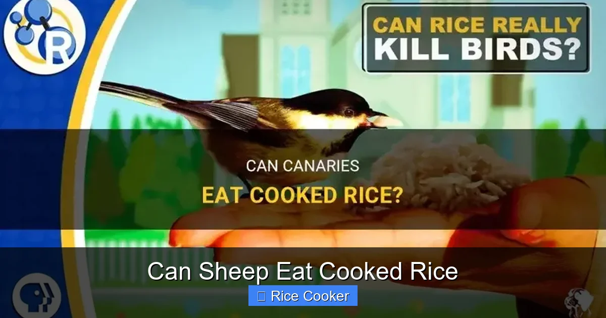 Can Sheep Eat Cooked Rice