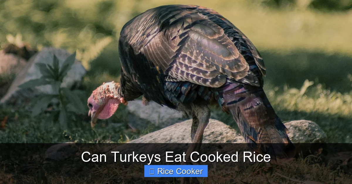 Can Turkeys Eat Cooked Rice