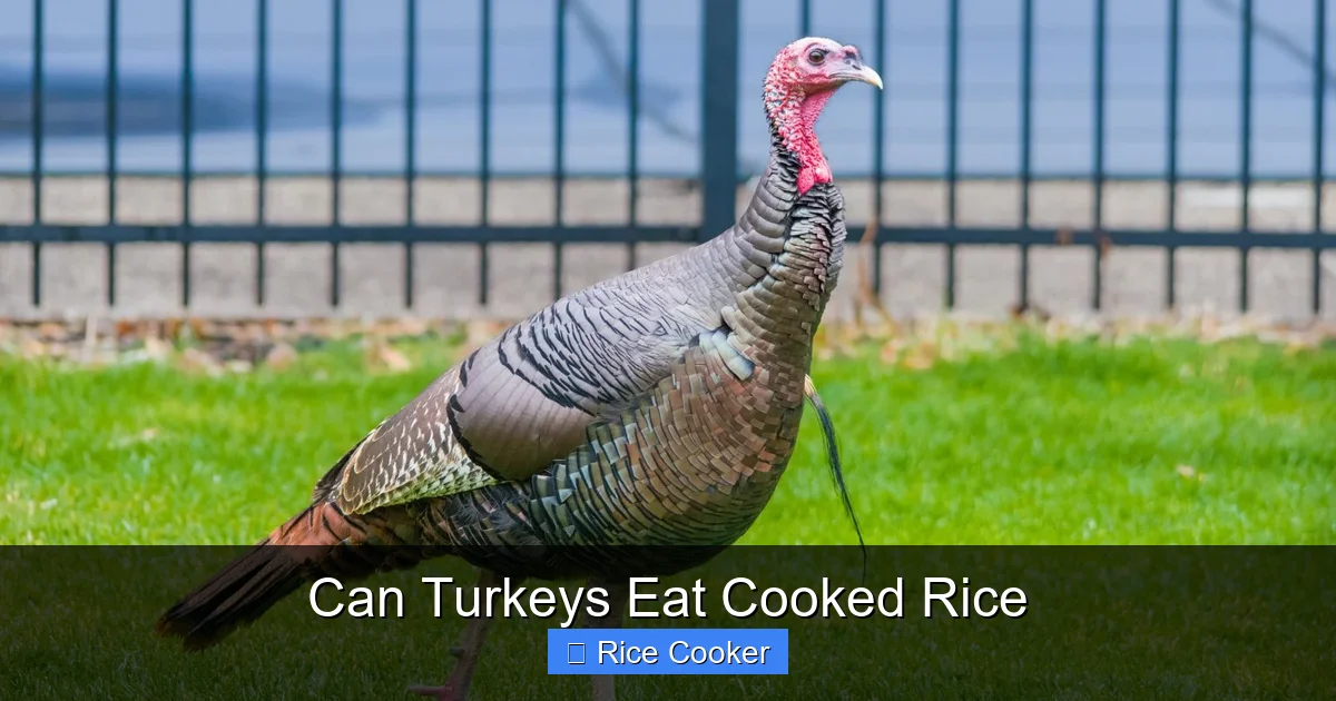 Can Turkeys Eat Cooked Rice