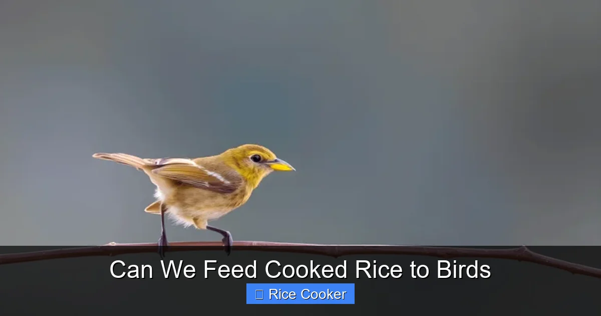 Can We Feed Cooked Rice to Birds