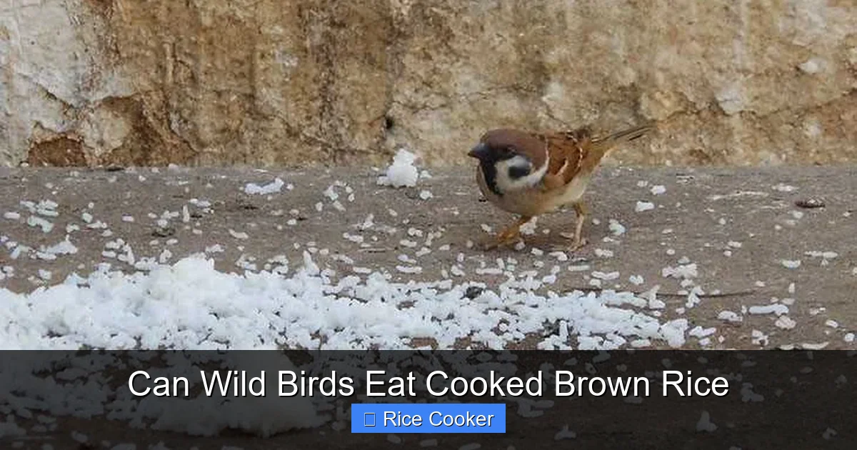 Can Wild Birds Eat Cooked Brown Rice
