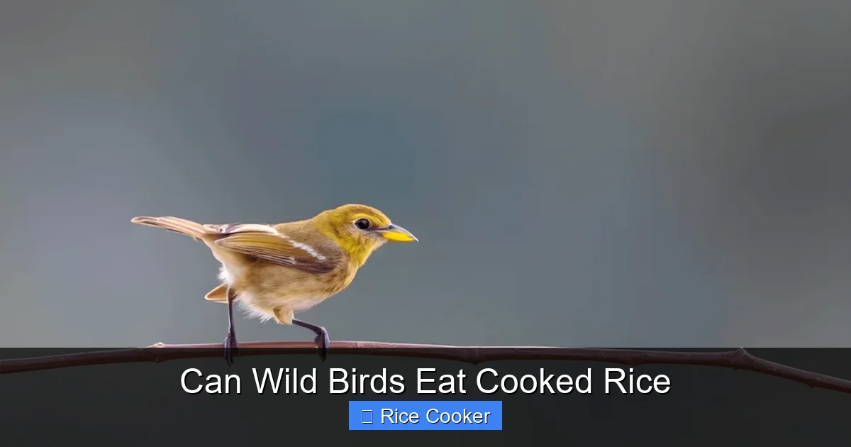 Can Wild Birds Eat Cooked Rice