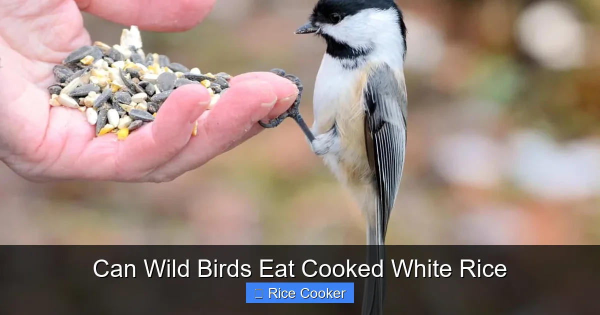 Can Wild Birds Eat Cooked White Rice