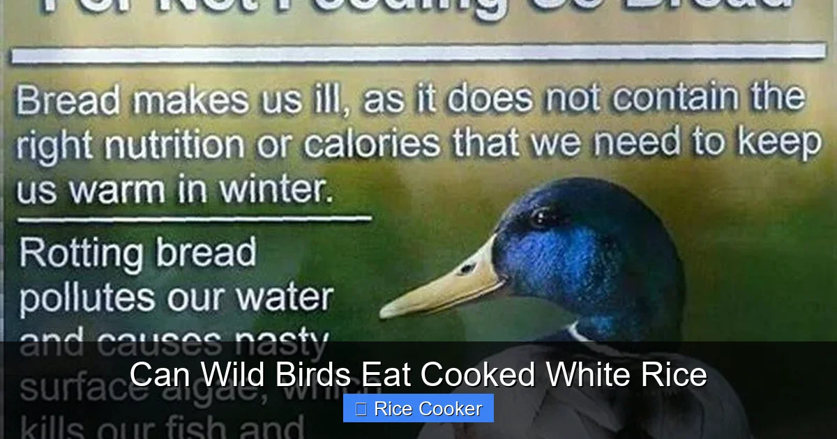 Can Wild Birds Eat Cooked White Rice