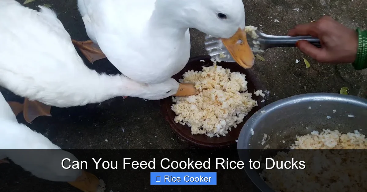 Can You Feed Cooked Rice to Ducks