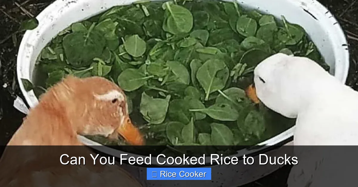 Can You Feed Cooked Rice to Ducks