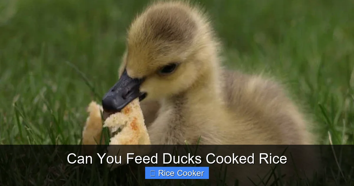 Can You Feed Ducks Cooked Rice