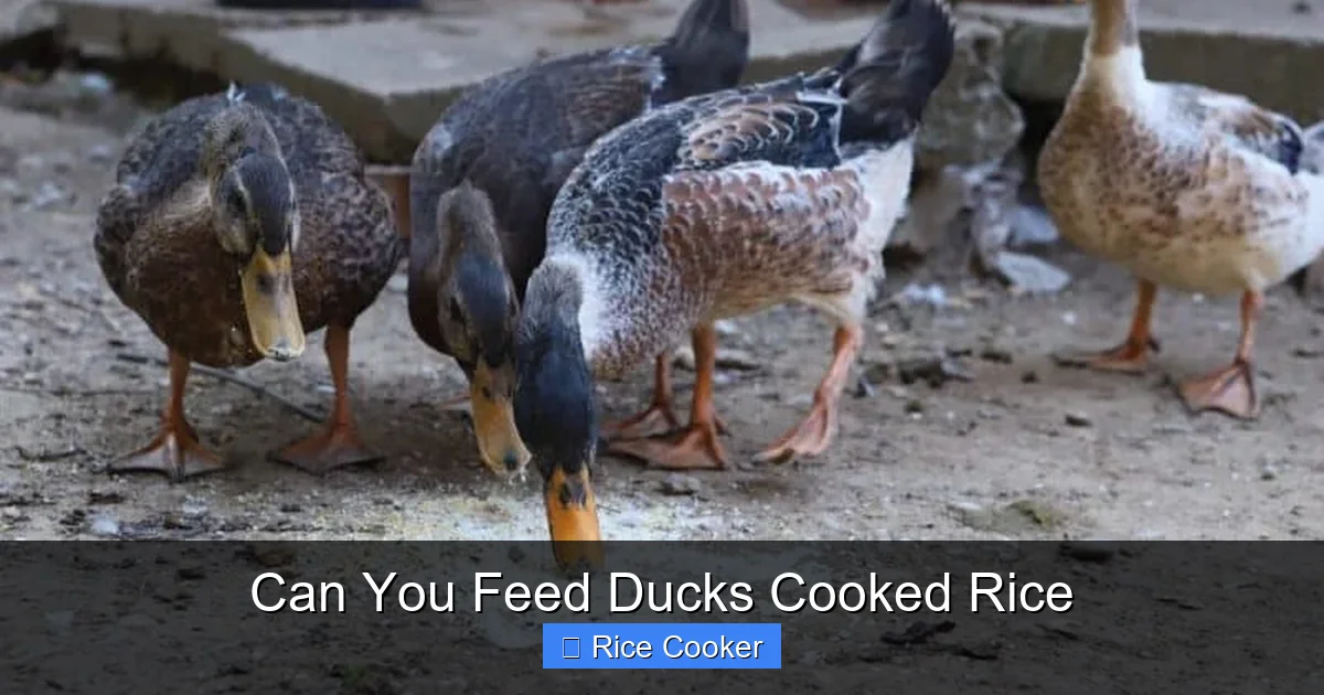 Can You Feed Ducks Cooked Rice