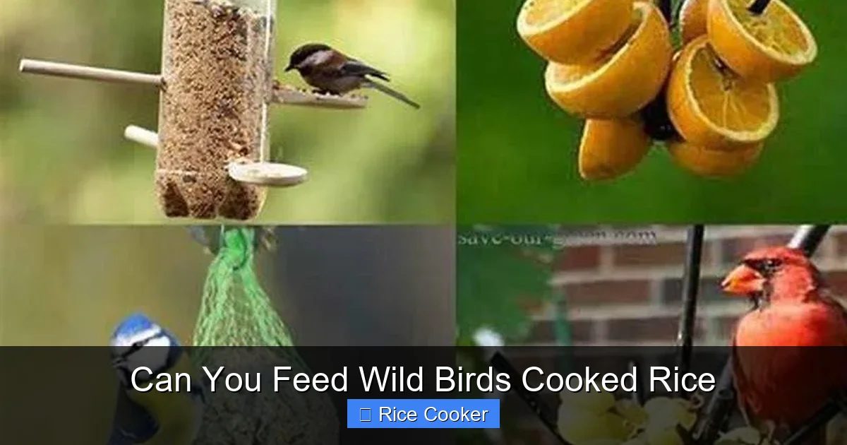 Can You Feed Wild Birds Cooked Rice