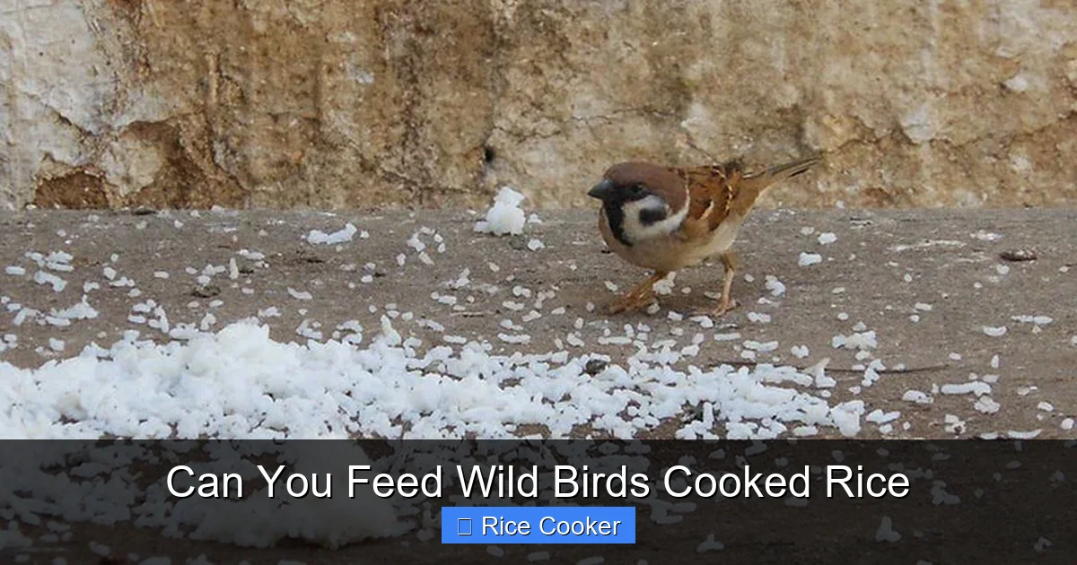 Can You Feed Wild Birds Cooked Rice