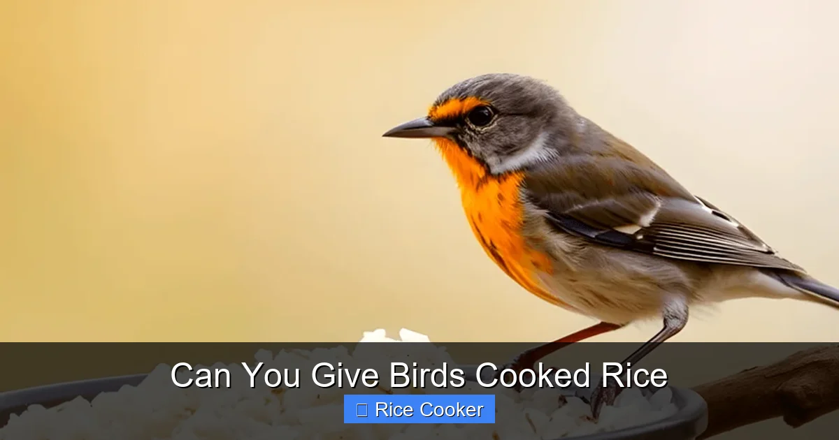 Can You Give Birds Cooked Rice
