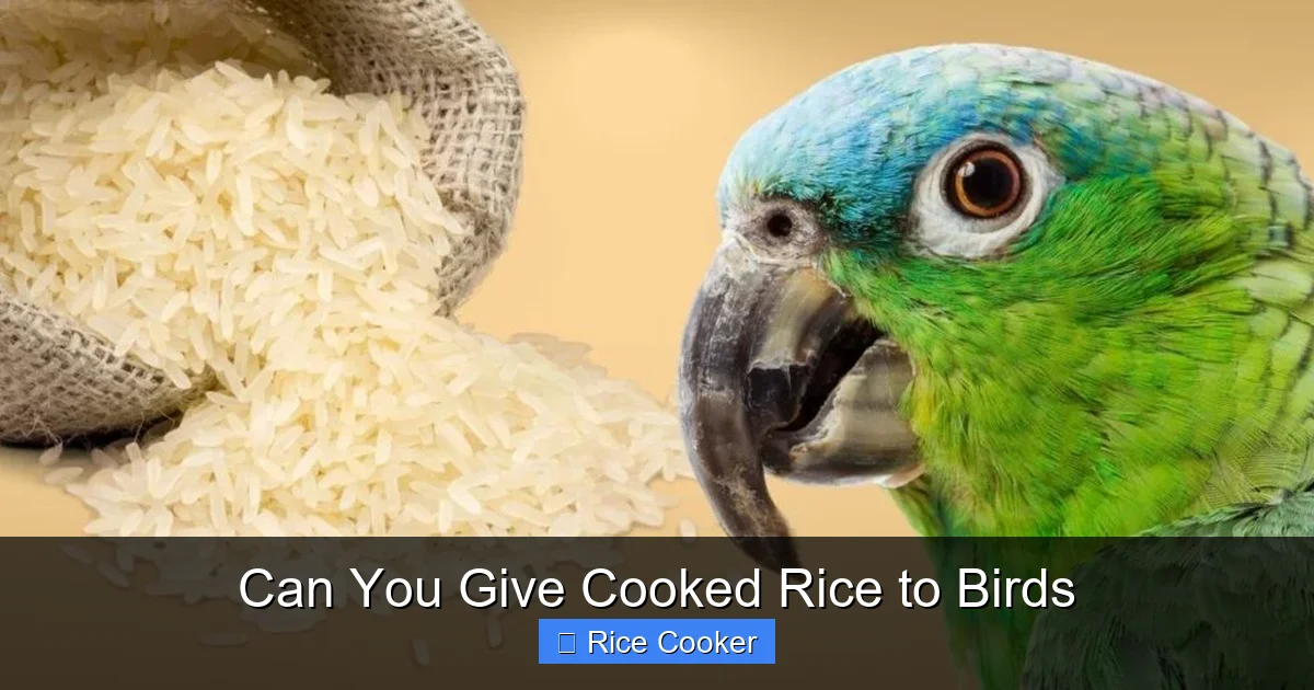 Can You Give Cooked Rice to Birds
