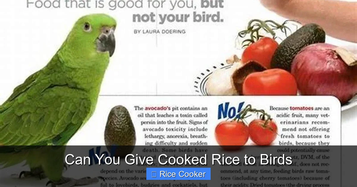 Can You Give Cooked Rice to Birds