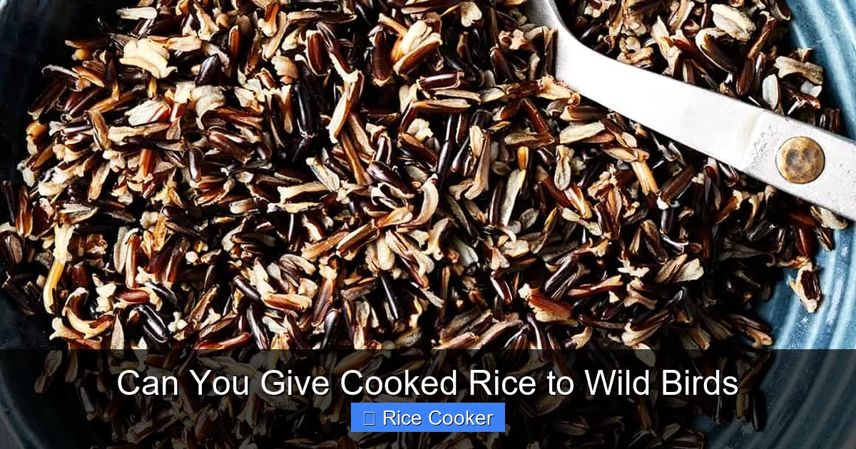 Can You Give Cooked Rice to Wild Birds