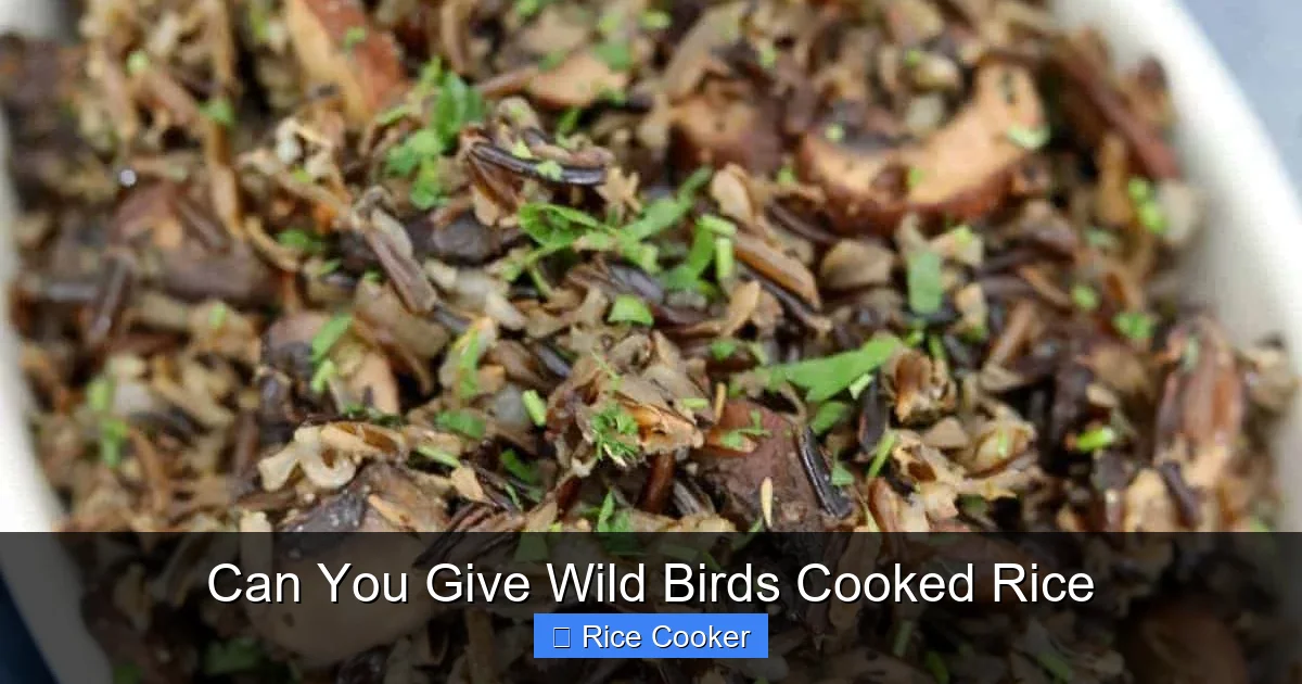 Can You Give Wild Birds Cooked Rice